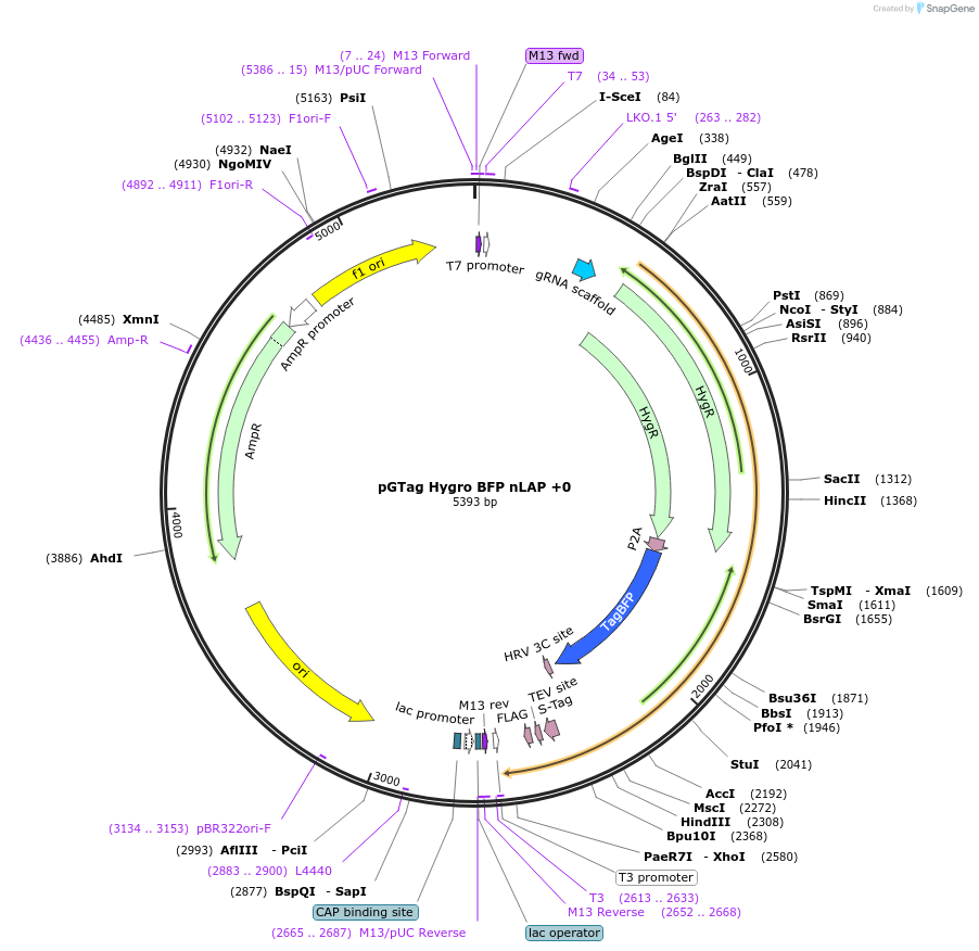 194317-plasmid-map-sequence-id-407049