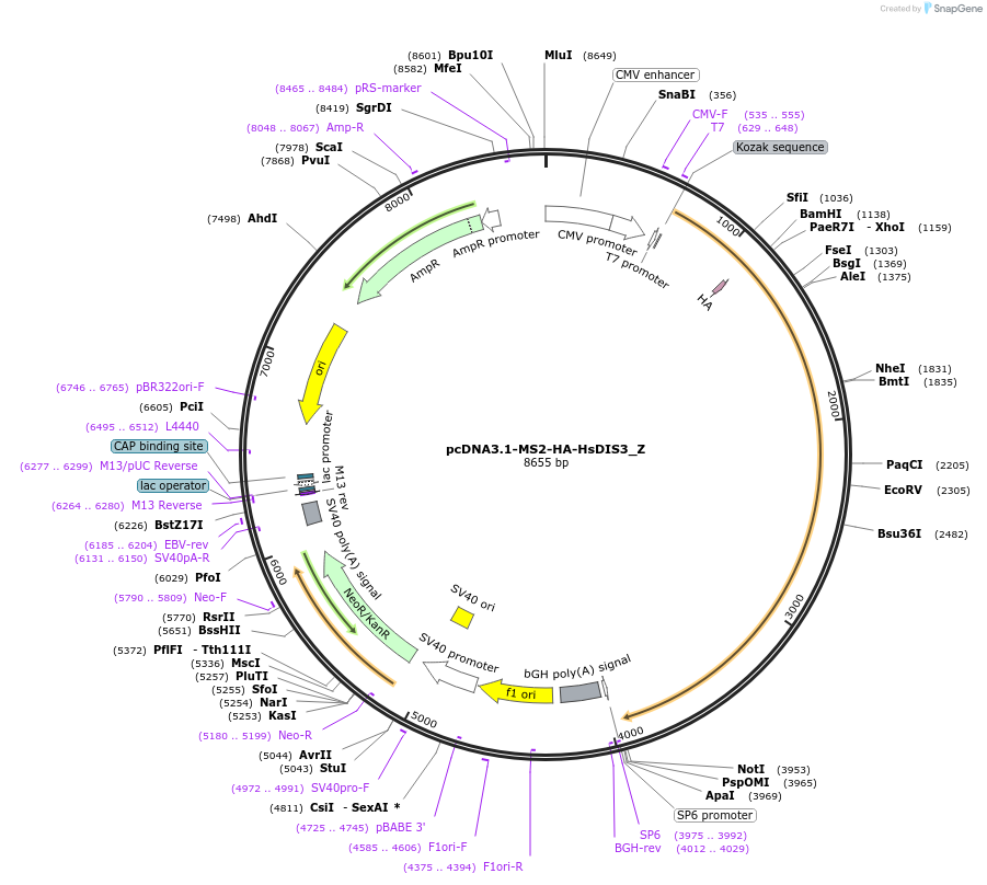 148111-plasmid-map-sequence-id-407051