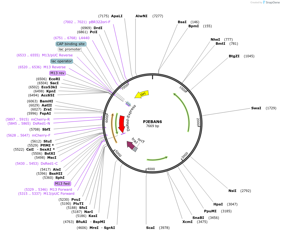 203684-plasmid-map-sequence-id-407096