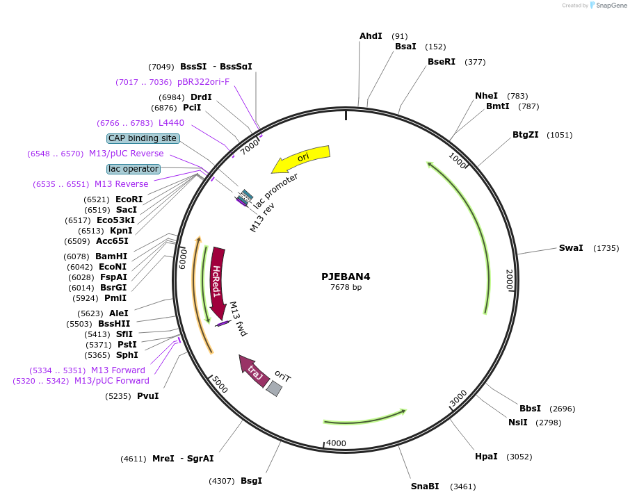 203683-plasmid-map-sequence-id-407097
