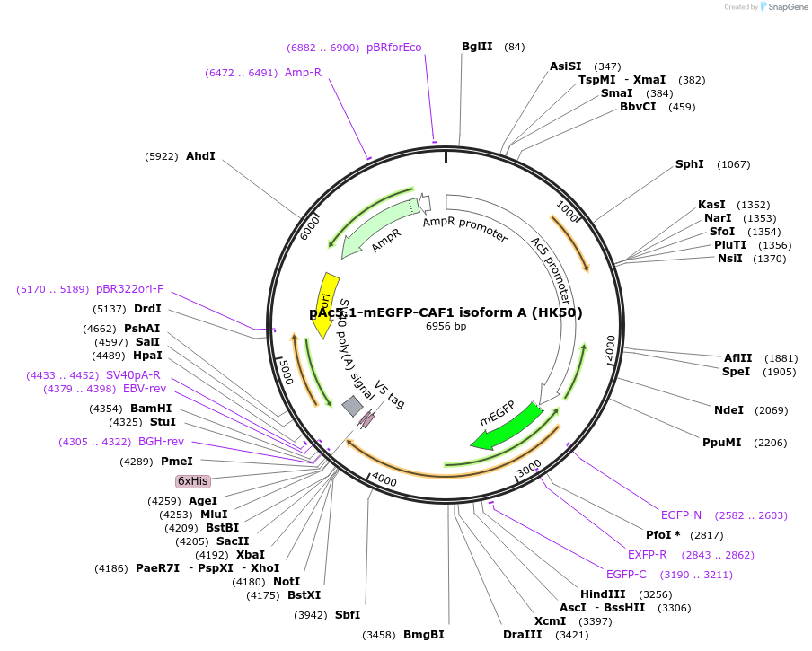 206437-plasmid-map-sequence-id-407102