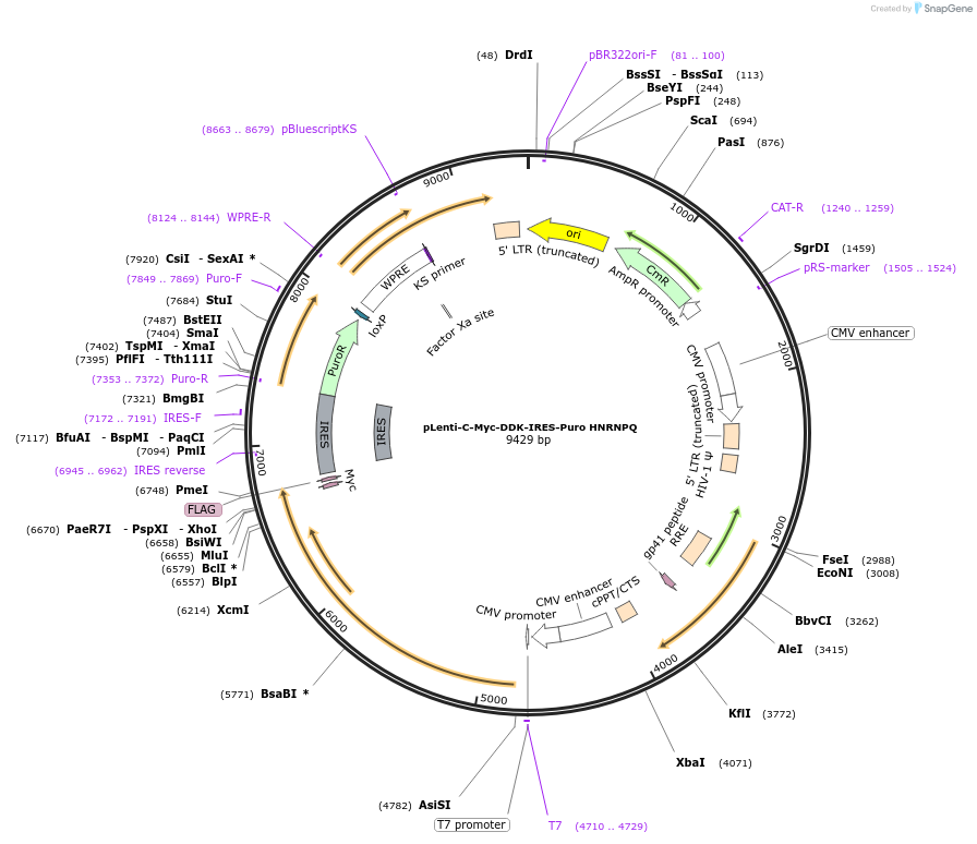 200729-plasmid-map-sequence-id-407124