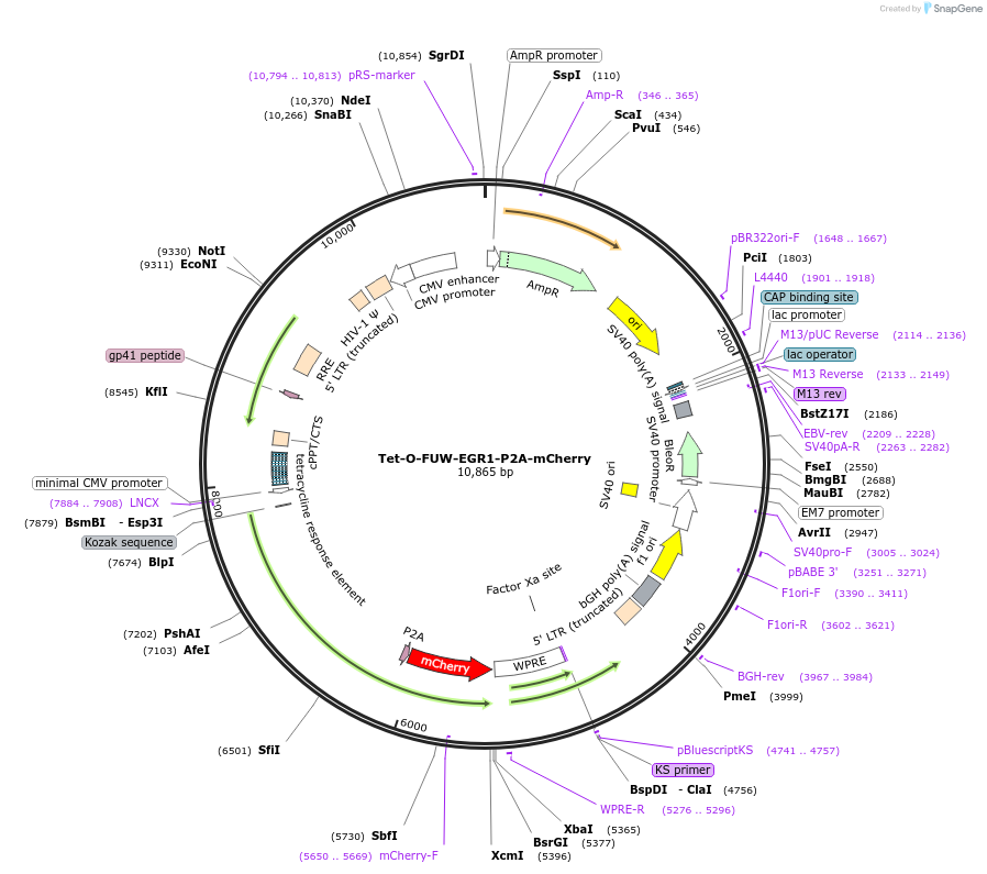 203856-plasmid-map-sequence-id-407153