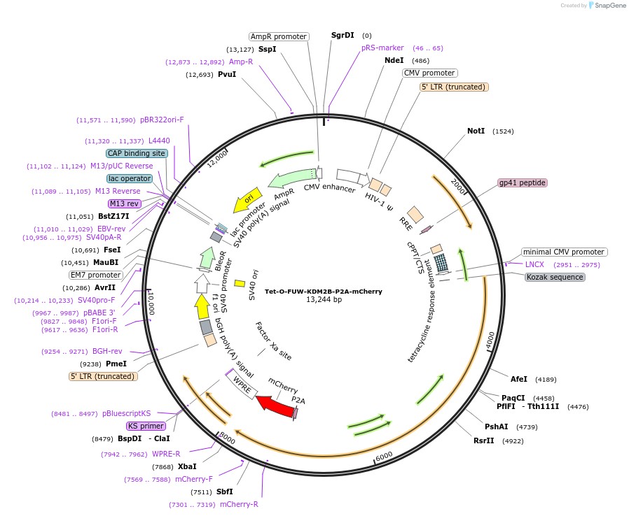 203852-plasmid-map-sequence-id-407156