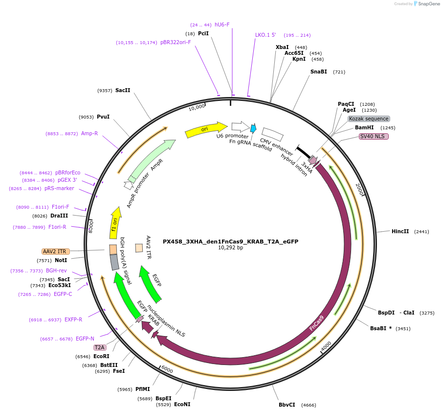 200910-plasmid-map-sequence-id-407164