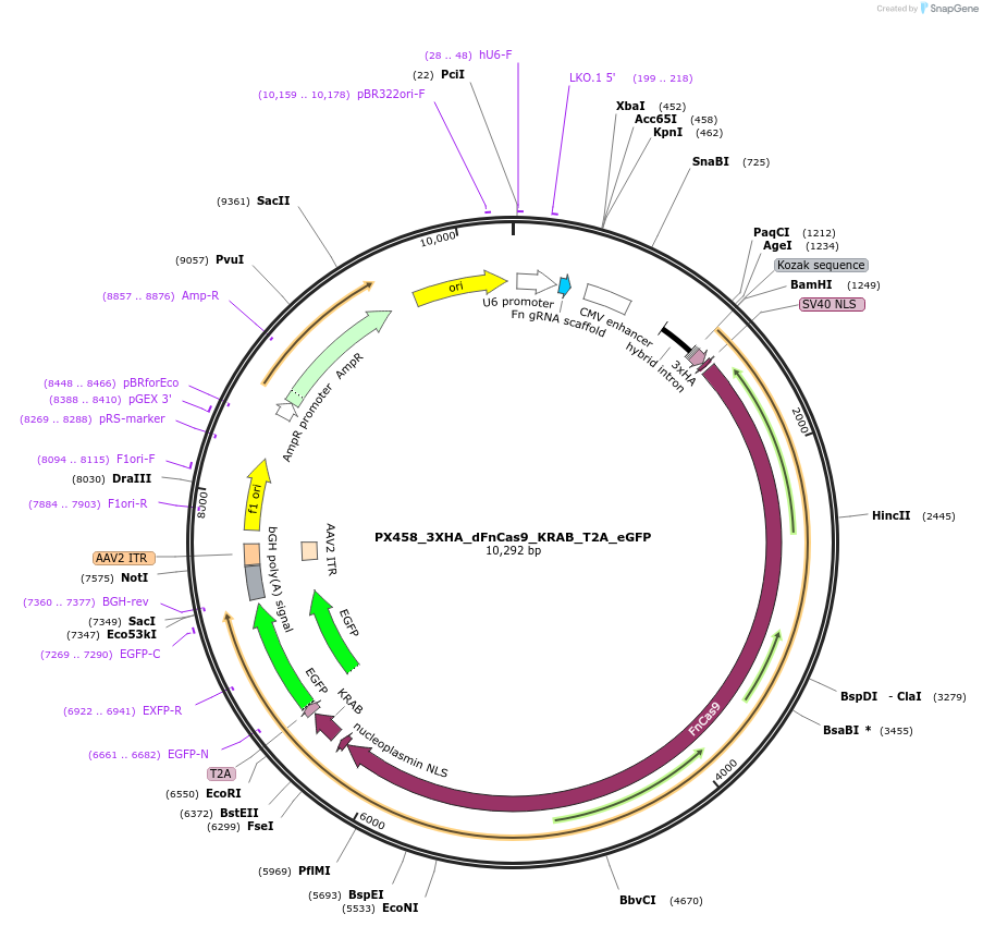 200389-plasmid-map-sequence-id-407168