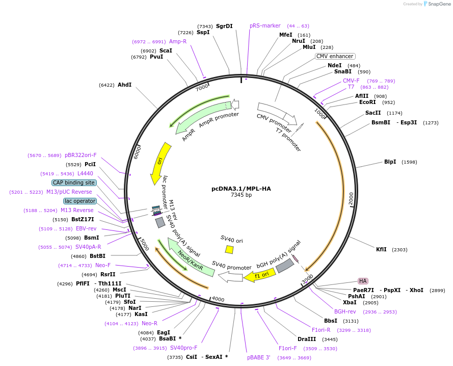 204530-plasmid-map-sequence-id-407172