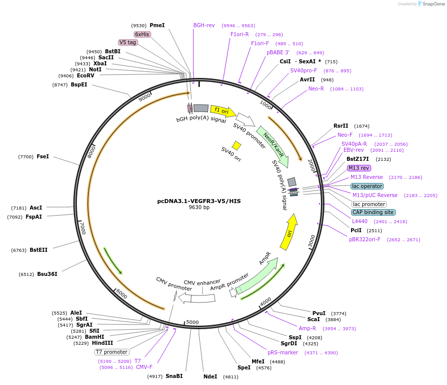 205618-plasmid-map-sequence-id-407177