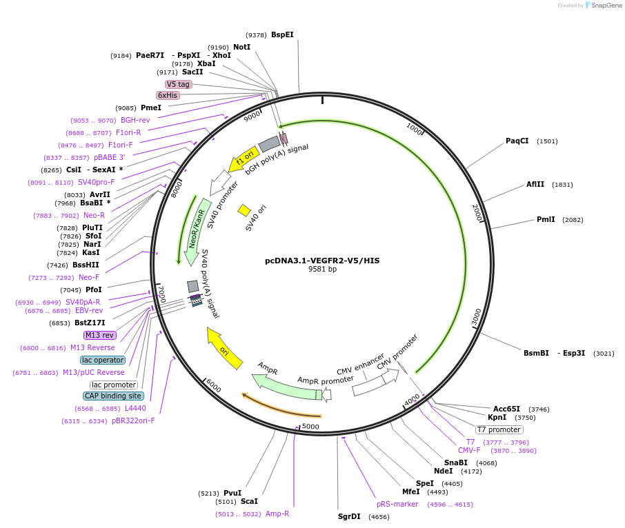205617-plasmid-map-sequence-id-407178