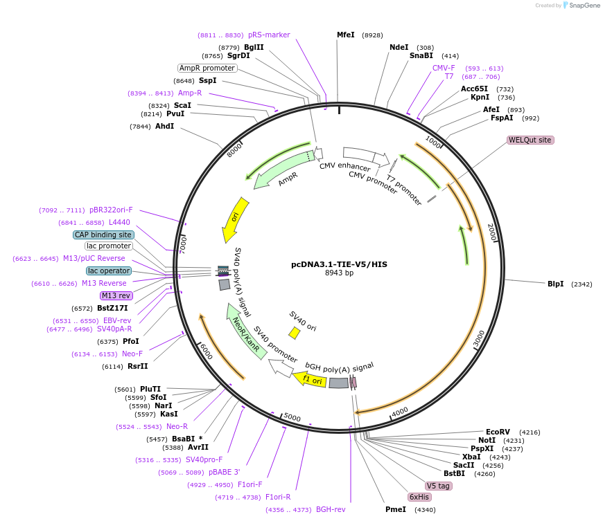 205612-plasmid-map-sequence-id-407180