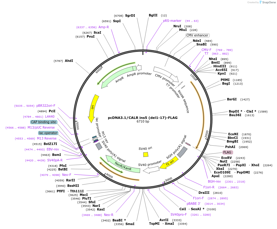 204533-plasmid-map-sequence-id-407183