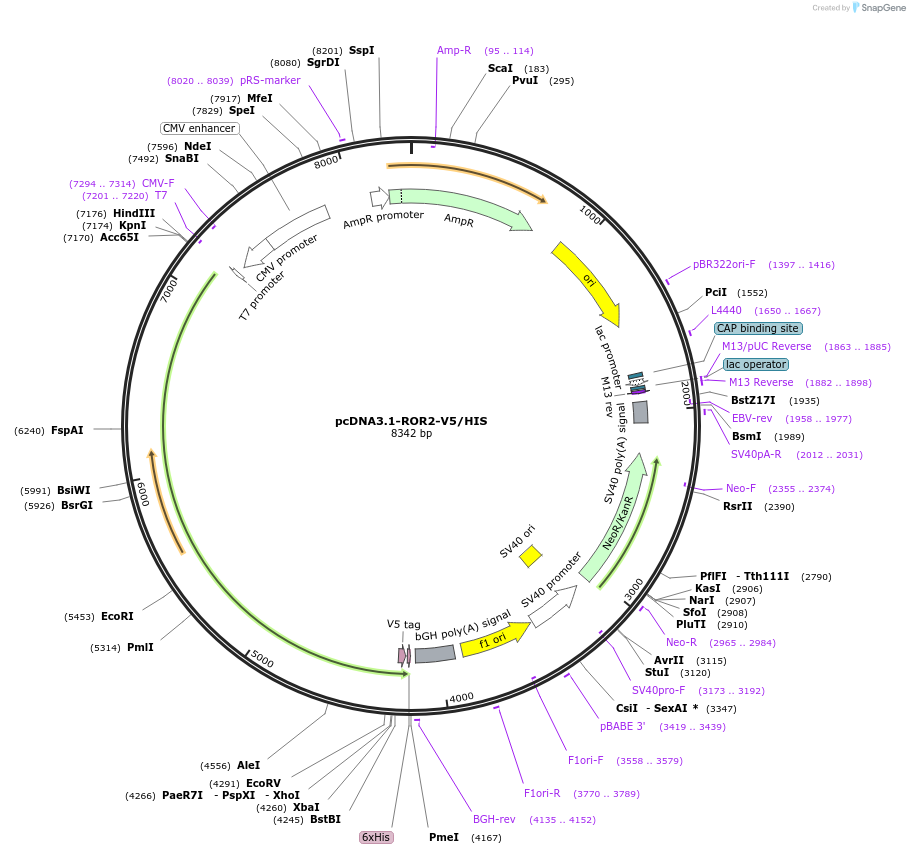 205608-plasmid-map-sequence-id-407187