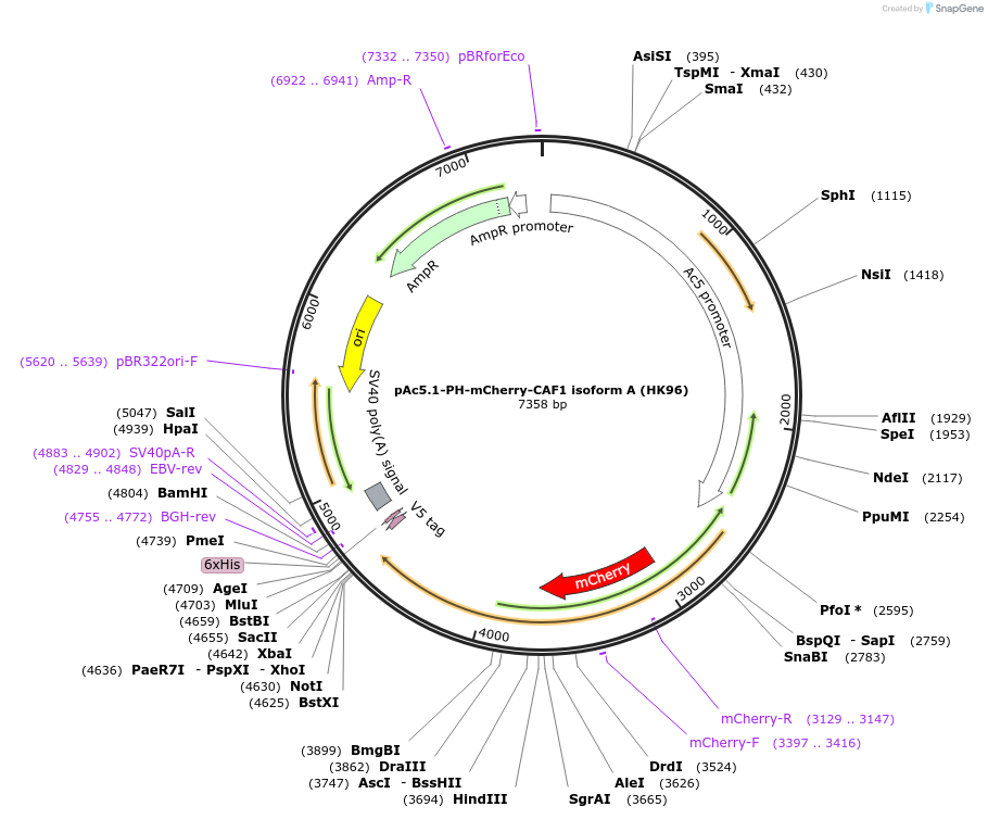 206454-plasmid-map-sequence-id-407188