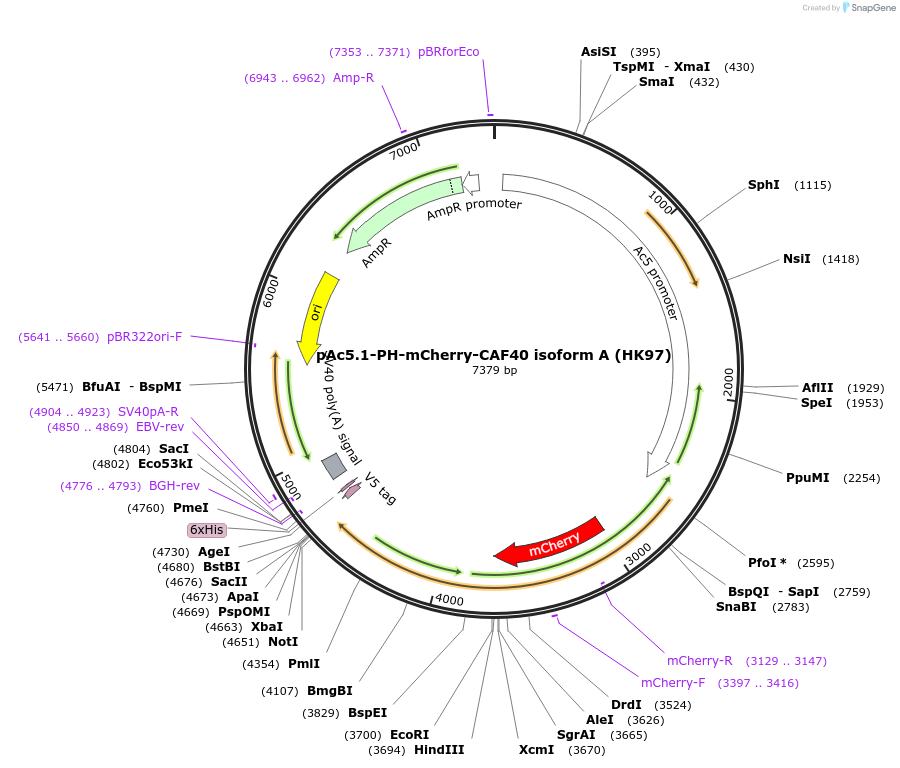 206455-plasmid-map-sequence-id-407190