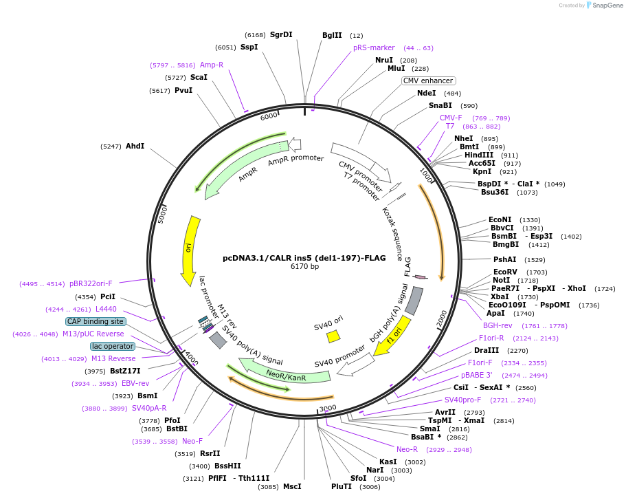 204534-plasmid-map-sequence-id-407192