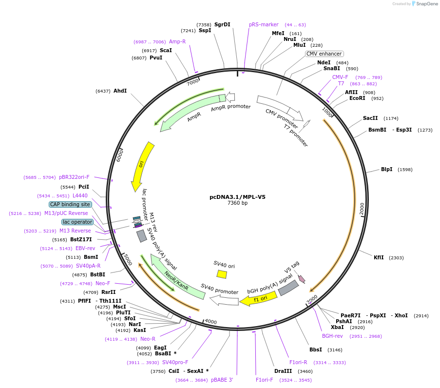 204531-plasmid-map-sequence-id-407194