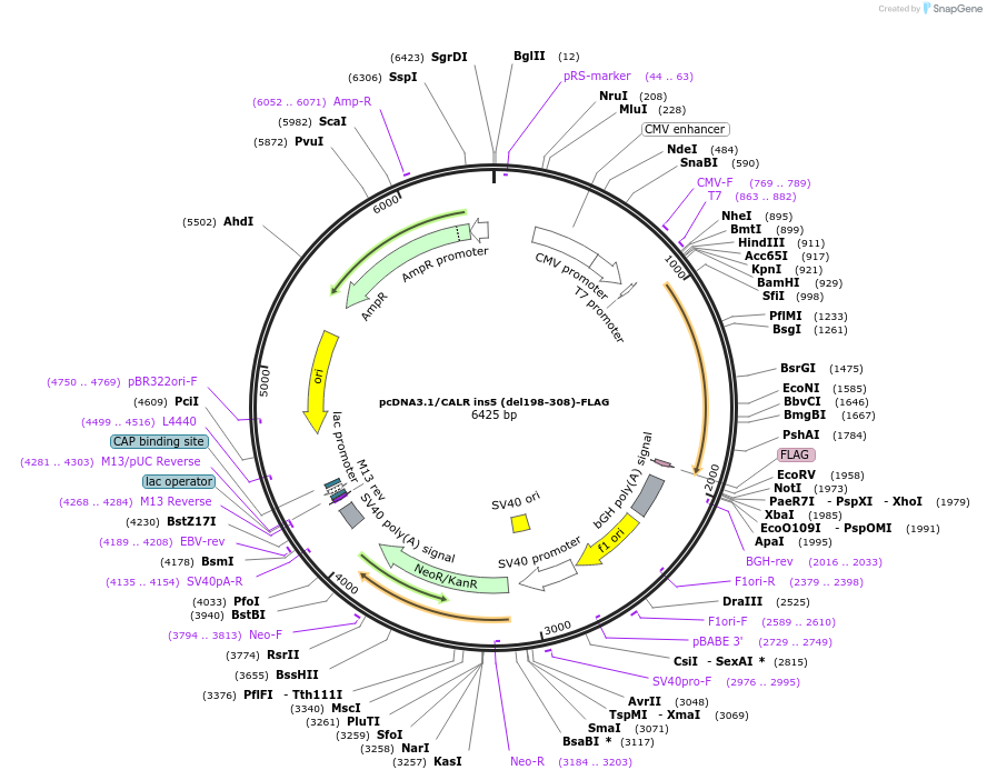 204540-plasmid-map-sequence-id-407198