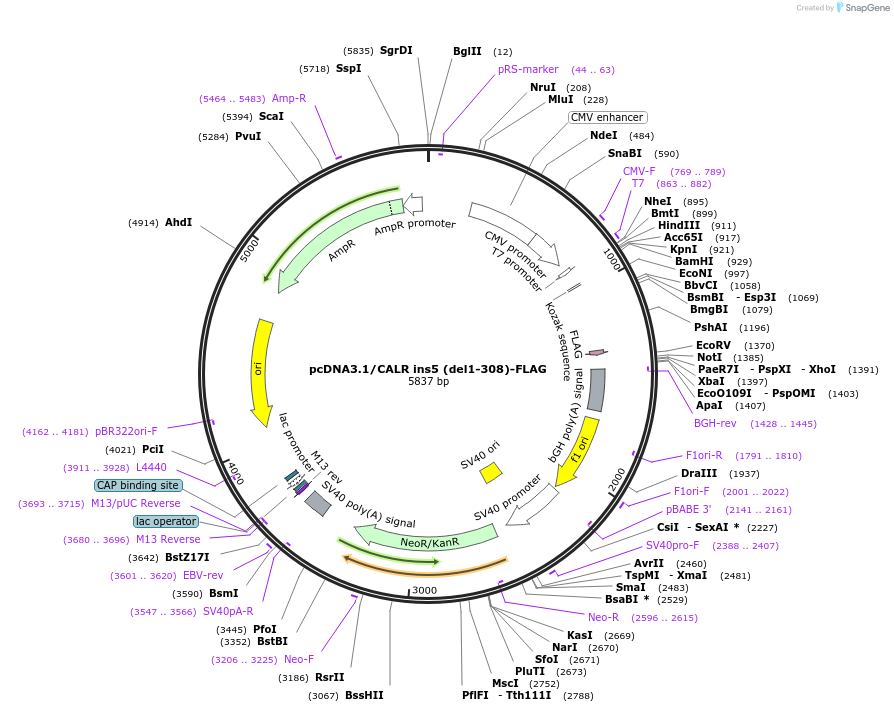 204535-plasmid-map-sequence-id-407200