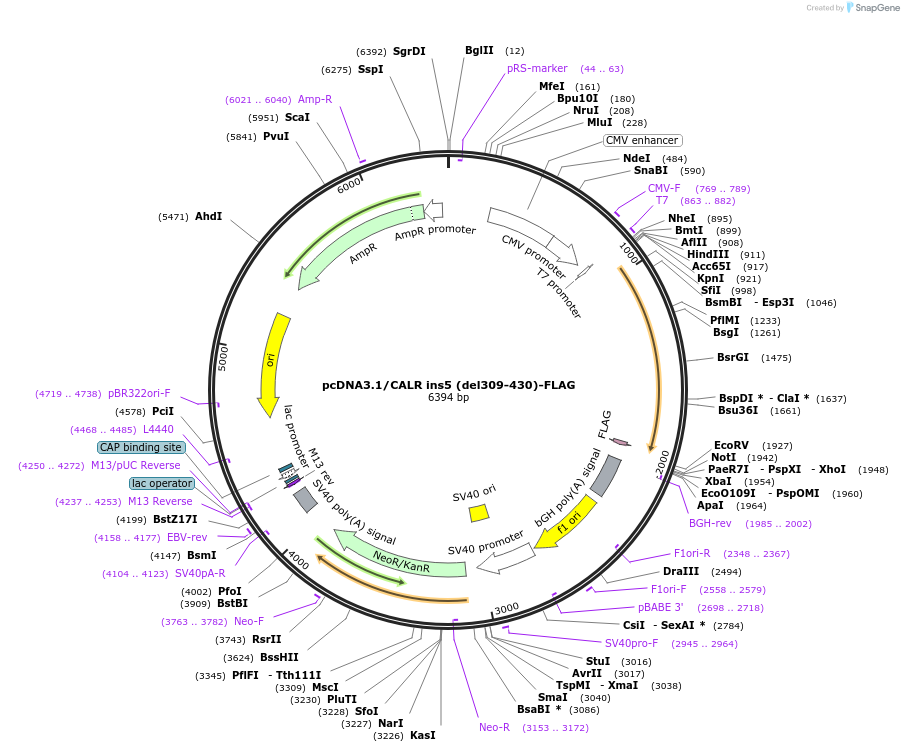 204537-plasmid-map-sequence-id-407202