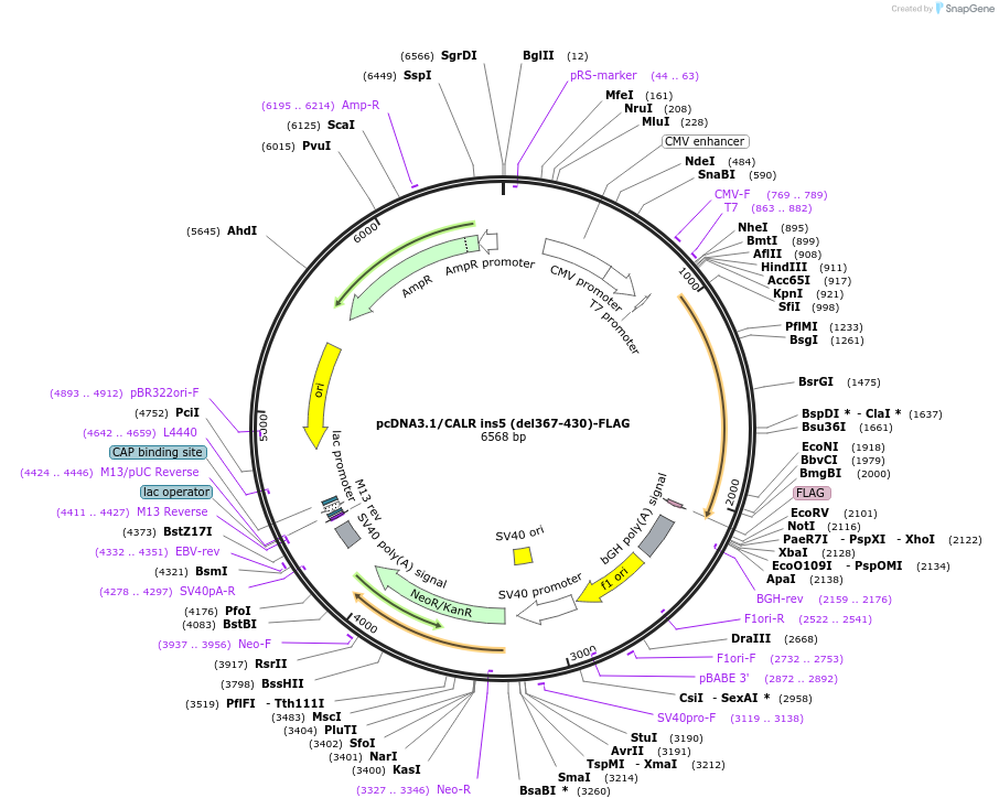 204536-plasmid-map-sequence-id-407203
