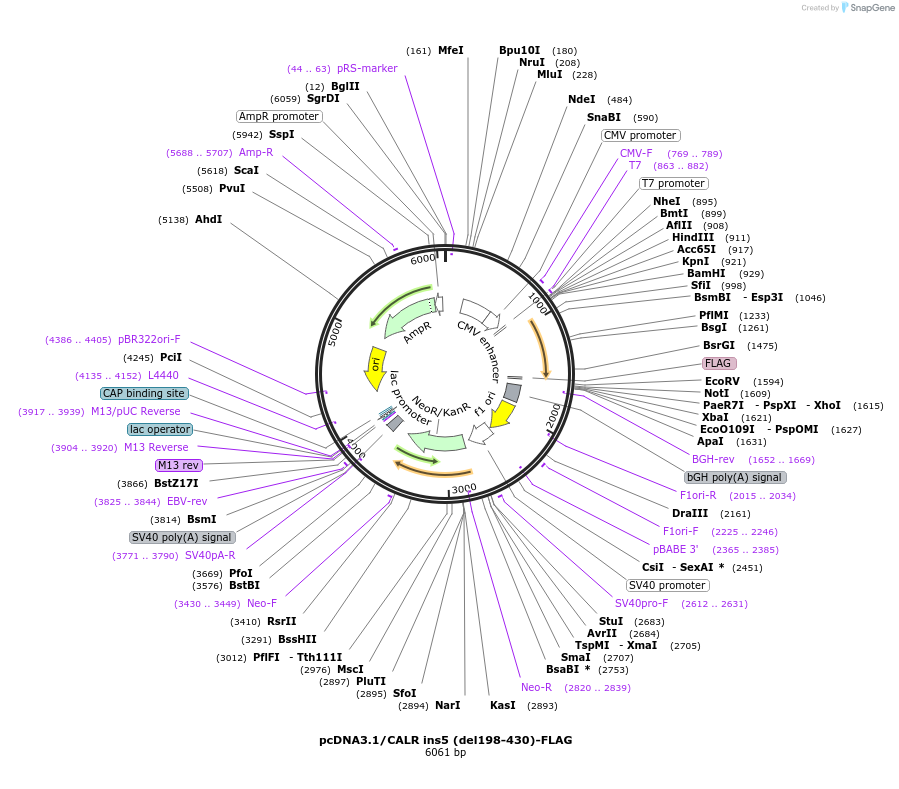 204538-plasmid-map-sequence-id-407205