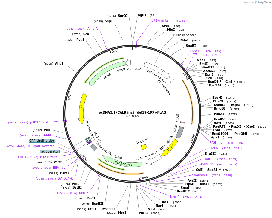 204539-plasmid-map-sequence-id-407207