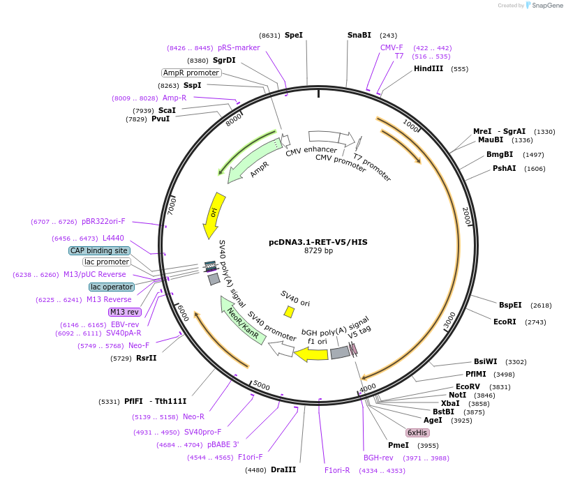 205606-plasmid-map-sequence-id-407208