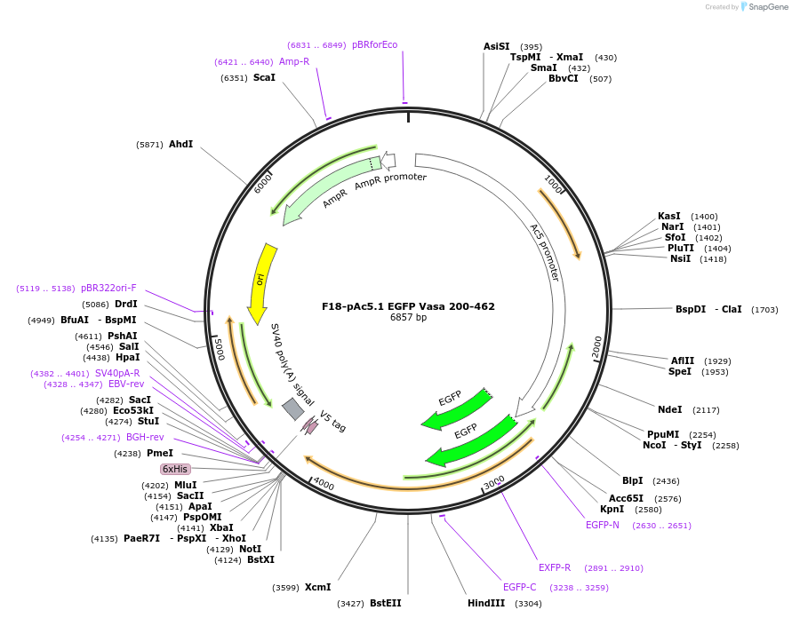 206485-plasmid-map-sequence-id-407278