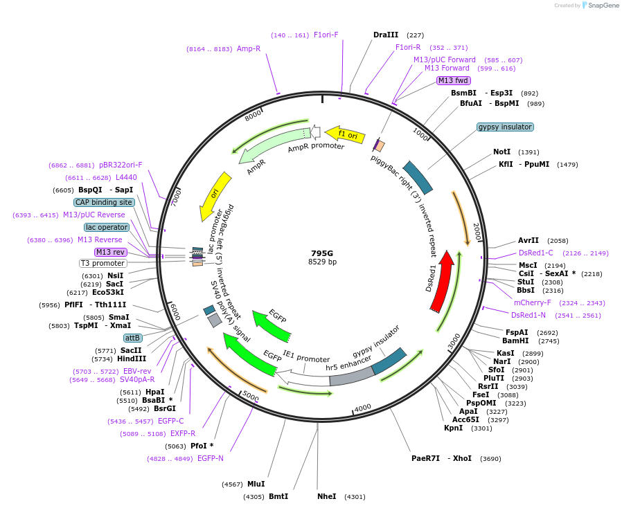 205481-plasmid-map-sequence-id-407289