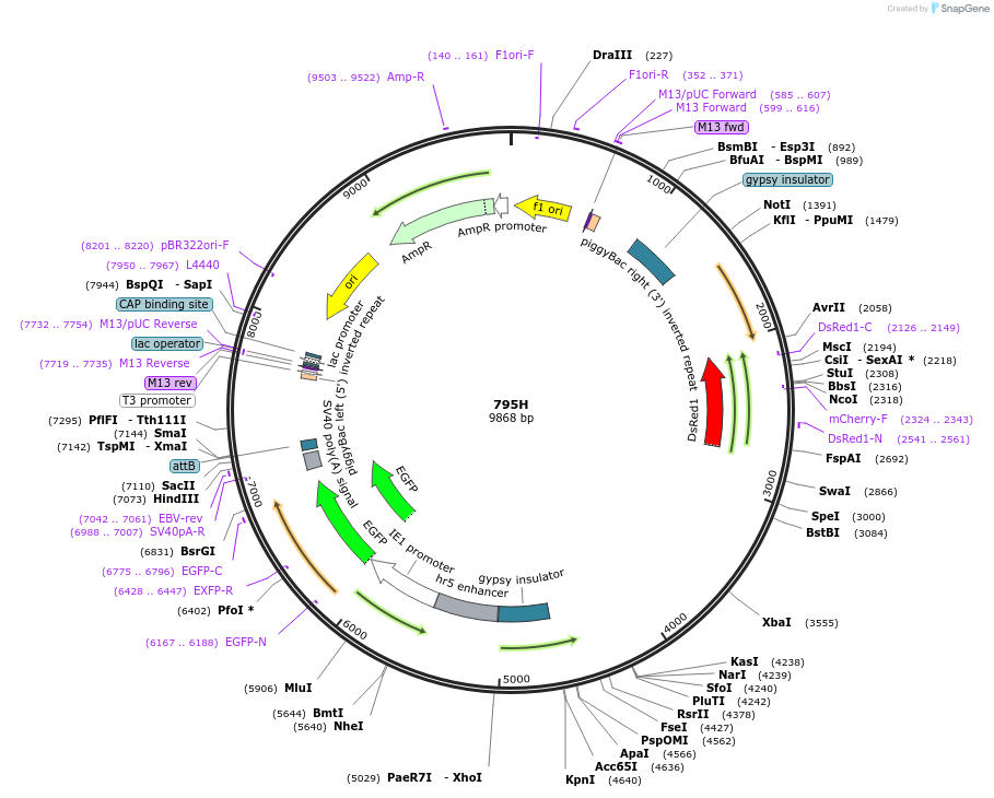 205482-plasmid-map-sequence-id-407290