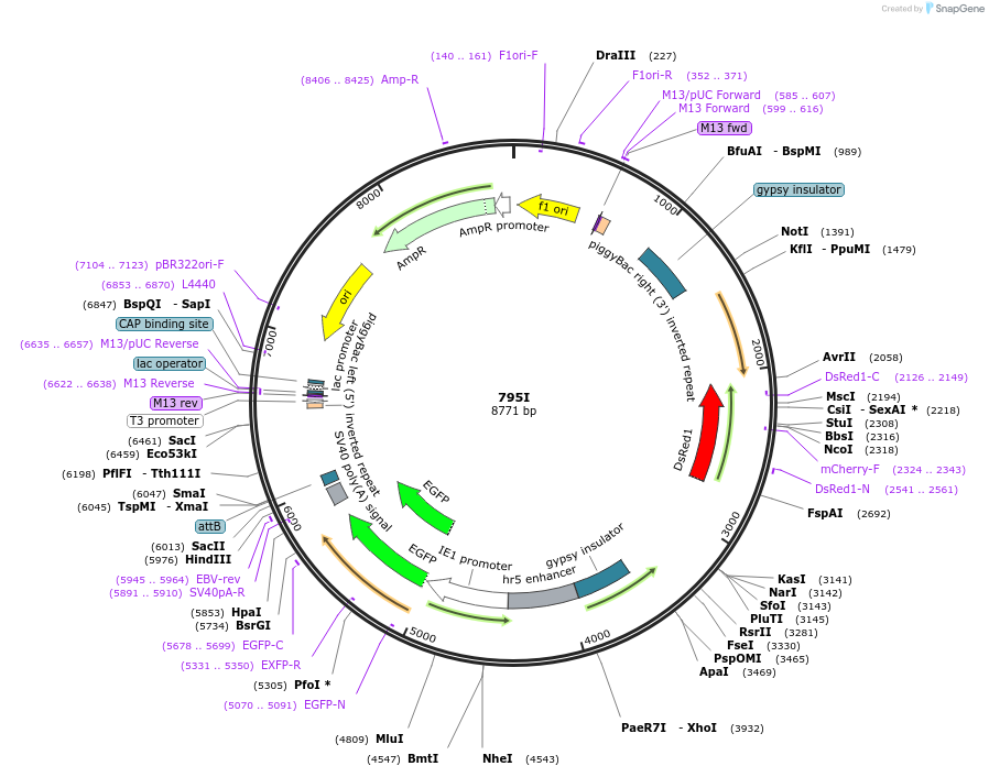 205483-plasmid-map-sequence-id-407291