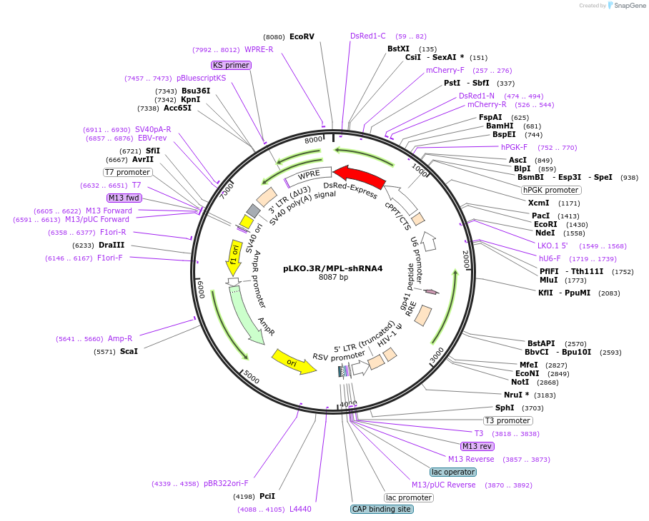204529-plasmid-map-sequence-id-407299