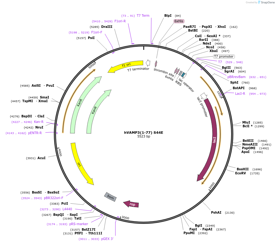 206030-plasmid-map-sequence-id-407308