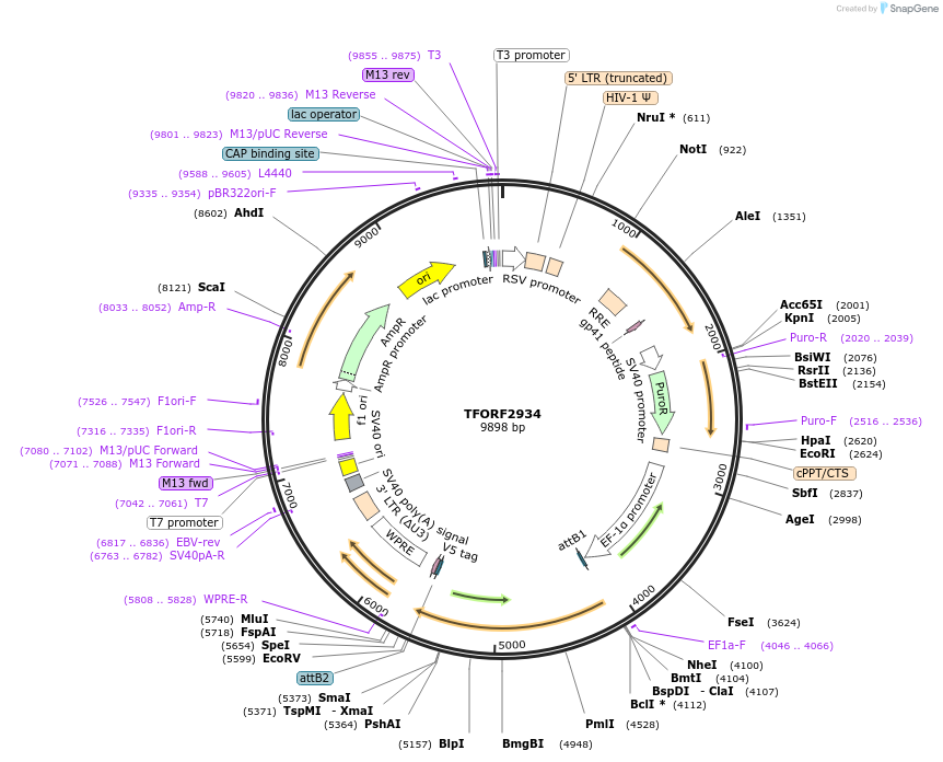 144410-plasmid-map-sequence-id-407314
