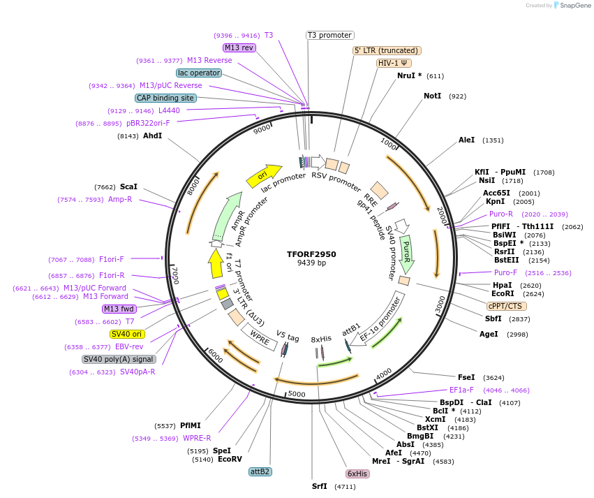 144426-plasmid-map-sequence-id-407318
