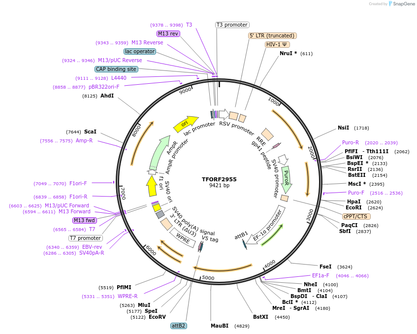 144431-plasmid-map-sequence-id-407320