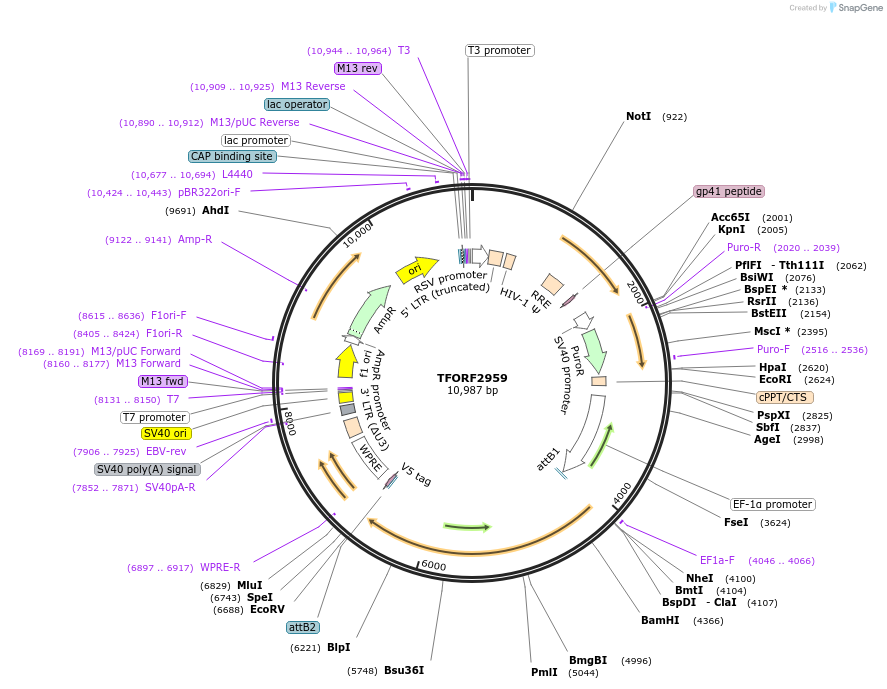 144435-plasmid-map-sequence-id-407324