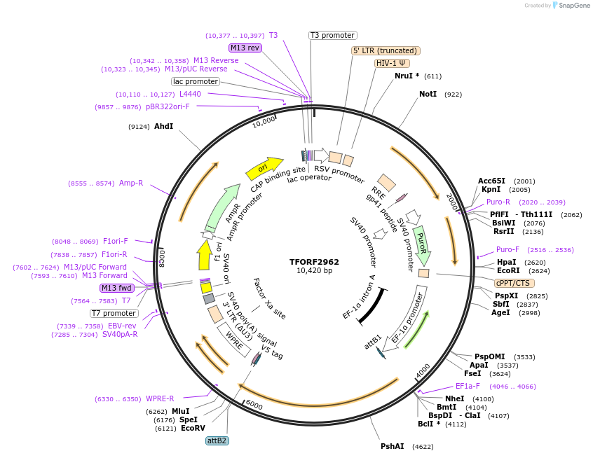 144438-plasmid-map-sequence-id-407327