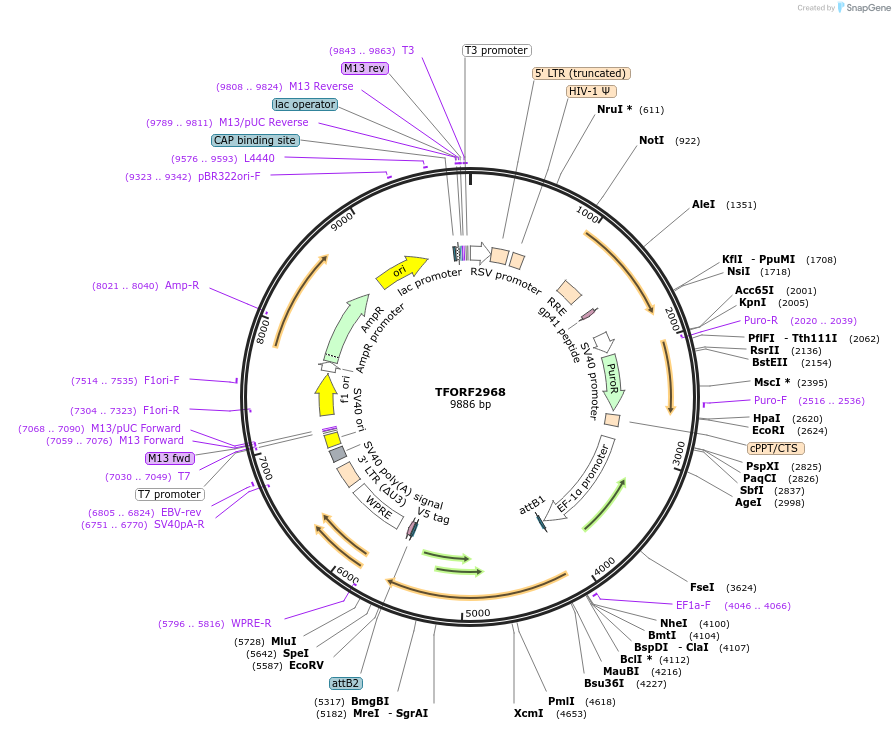 144444-plasmid-map-sequence-id-407330