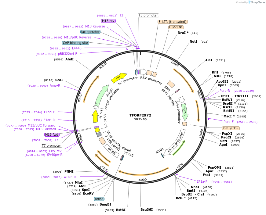 144448-plasmid-map-sequence-id-407331