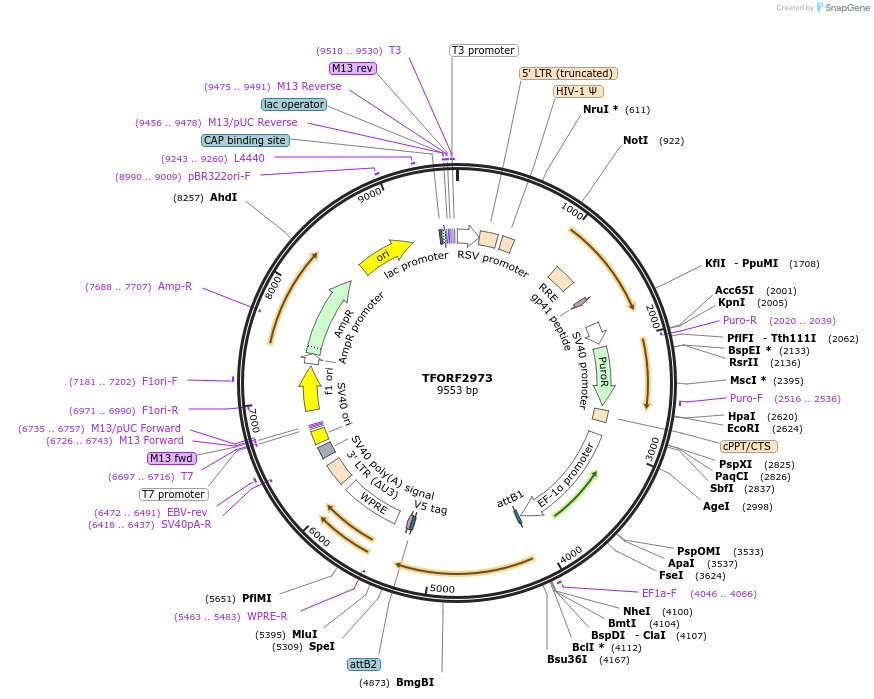 144449-plasmid-map-sequence-id-407332