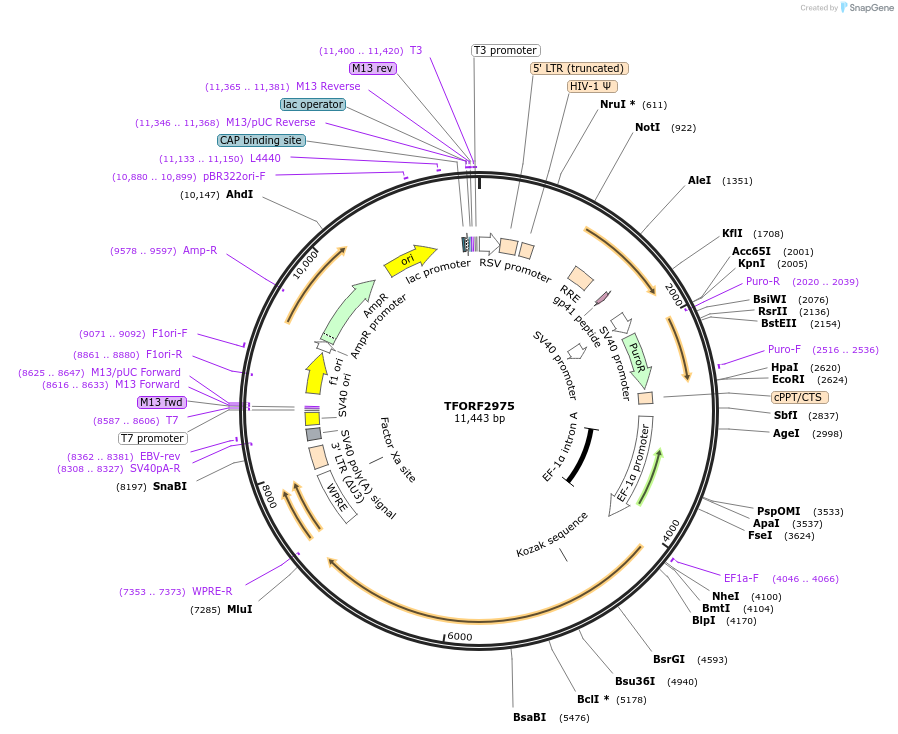 144451-plasmid-map-sequence-id-407333
