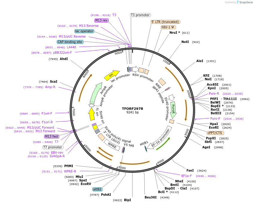 144454-plasmid-map-sequence-id-407335