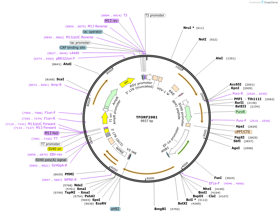 144457-plasmid-map-sequence-id-407338