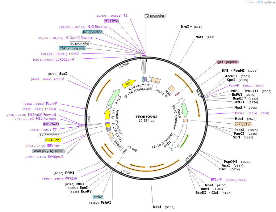 144458-plasmid-map-sequence-id-407339