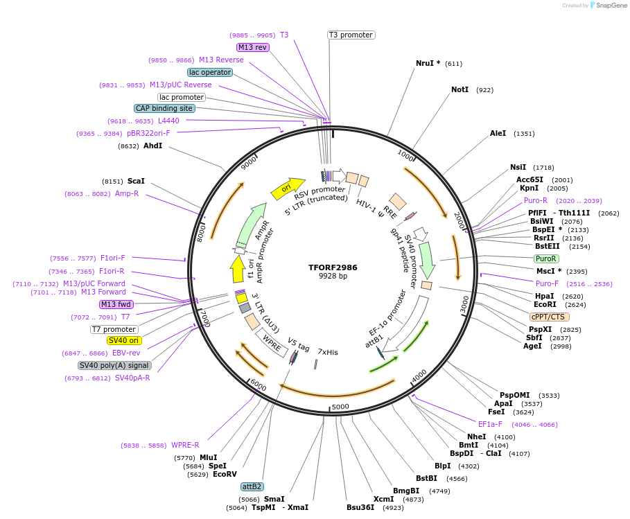 144462-plasmid-map-sequence-id-407343