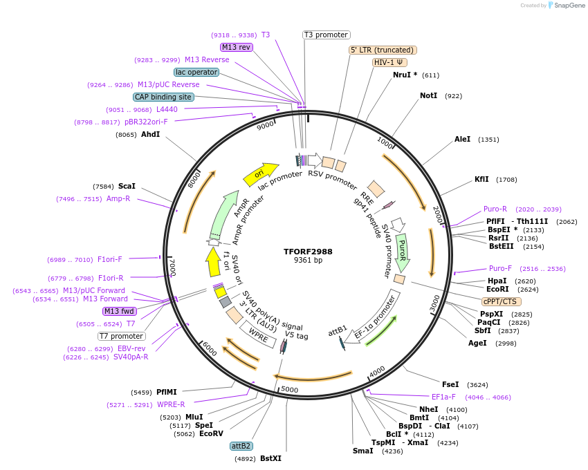 144464-plasmid-map-sequence-id-407345