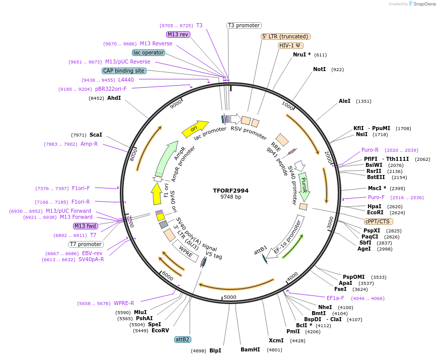 144470-plasmid-map-sequence-id-407347