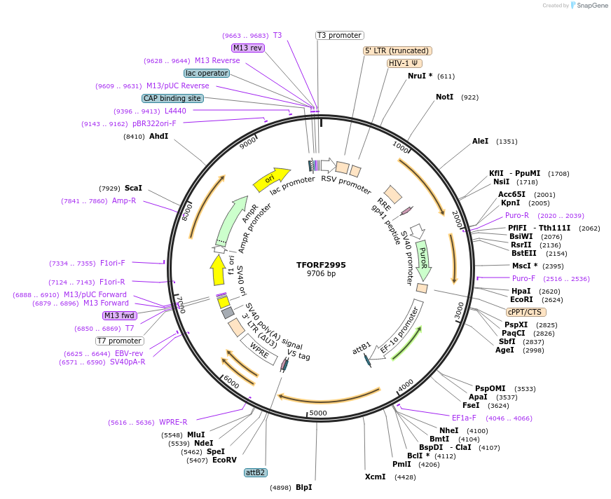 144471-plasmid-map-sequence-id-407348