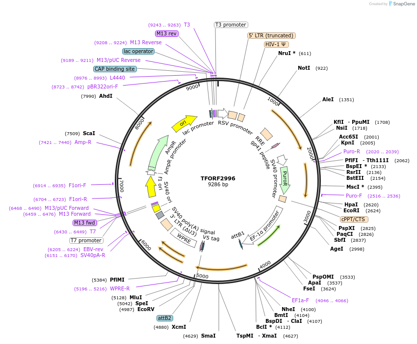 144472-plasmid-map-sequence-id-407349